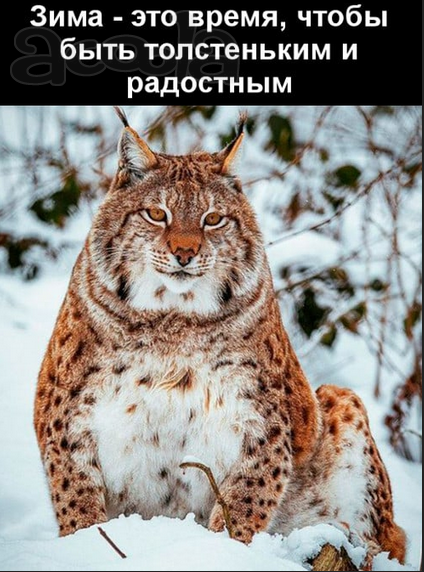 Индивидуальная программа питания